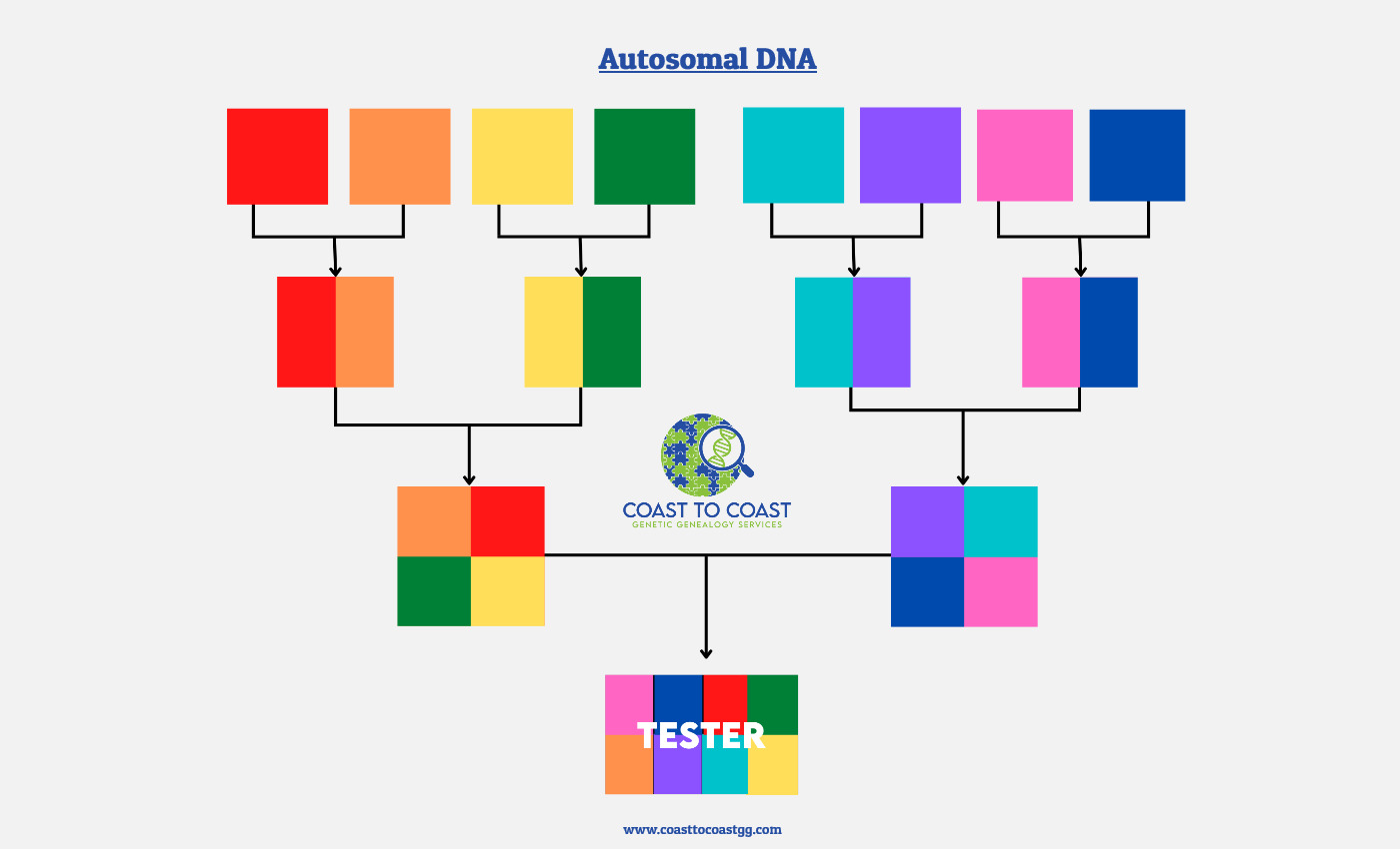 Autosomal_DNA