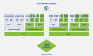 X DNA Path Female