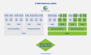 X DNA Path Male