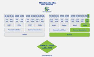 mTDNA Path